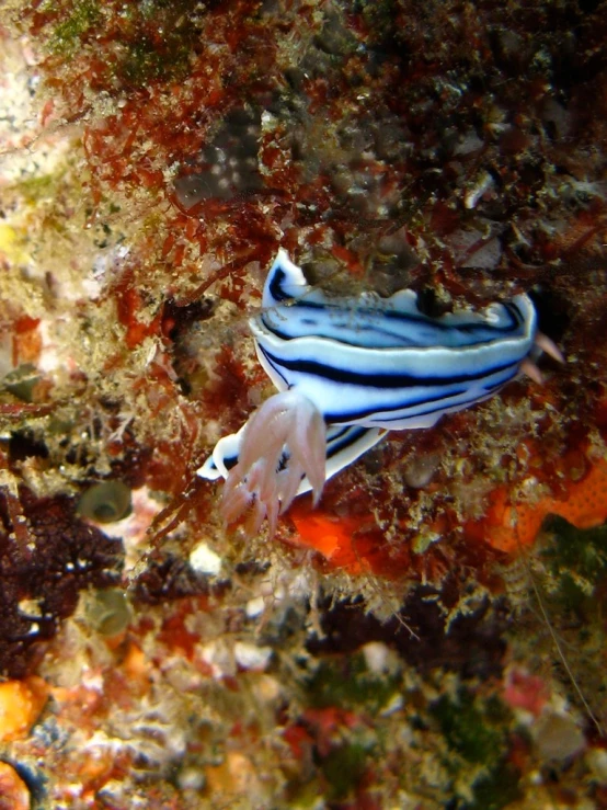 a blue and white fish sitting on top of seaweed