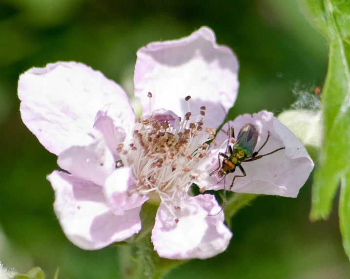 a fly with it's head out on a pink flower