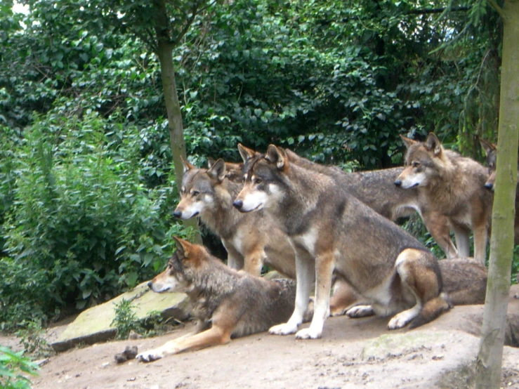 a group of grey and white dogs sitting in the sand