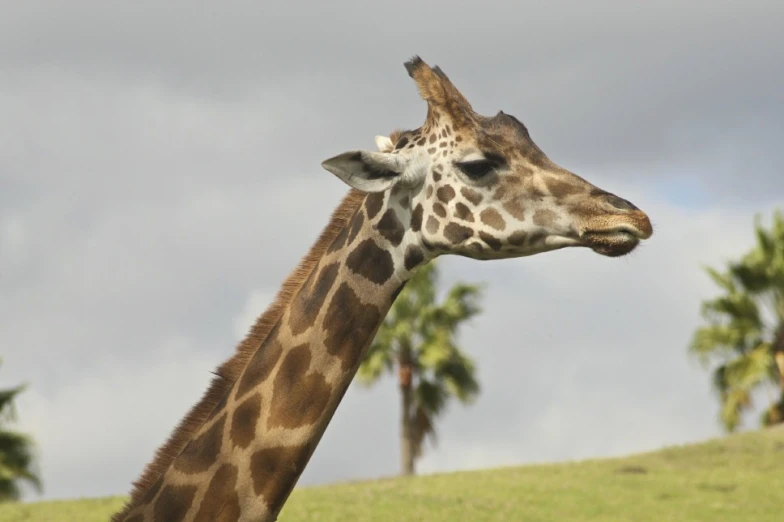 a close up of a giraffe near palm trees