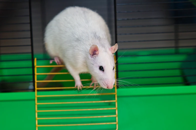 a white rat standing on some yellow bars