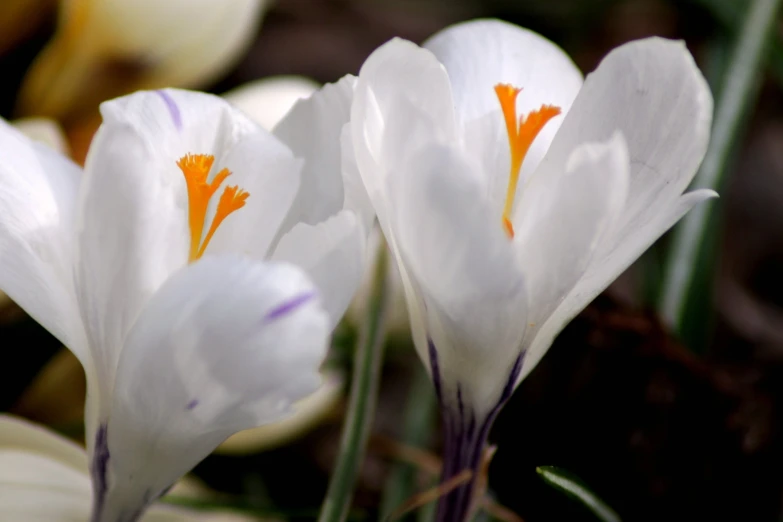 two white flowers on a plant next to a tree