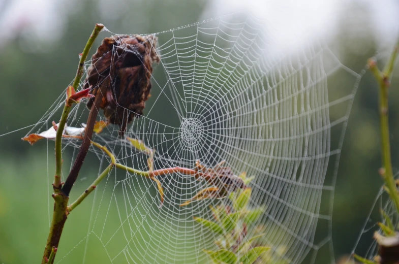 a web with many smaller objects hanging off it