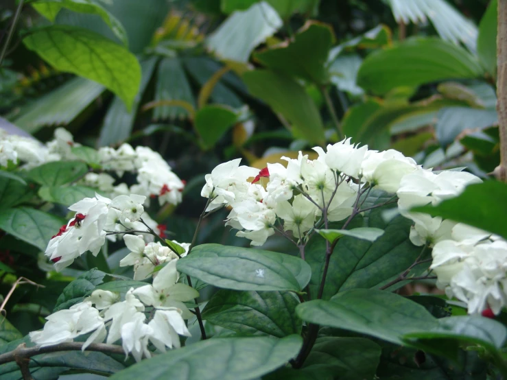 a group of white flowers with green leaves