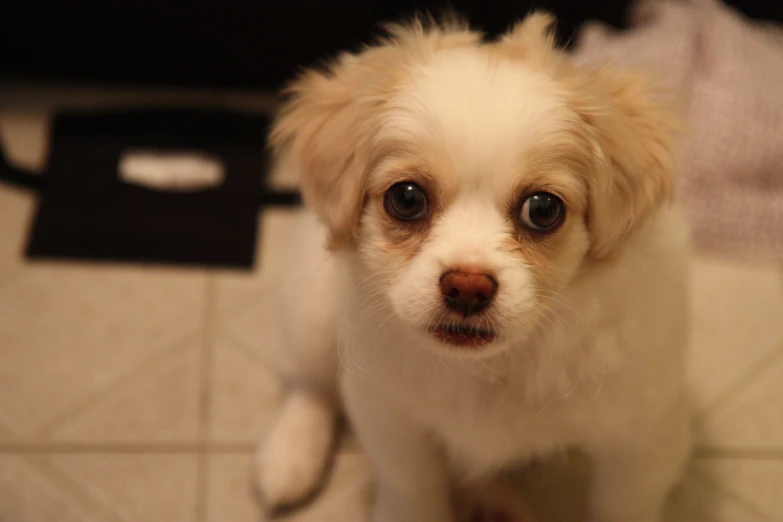 an adorable little dog is sitting on the floor