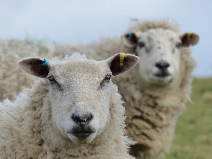 two sheep with yellow tags are standing in a grassy field