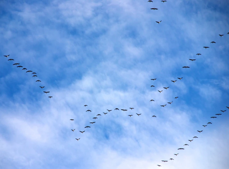 there is a flock of birds flying through the sky