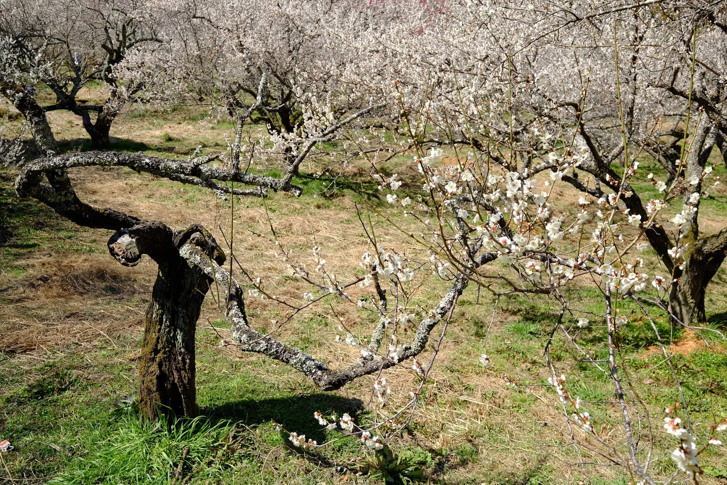 a field that has some very pretty trees in it