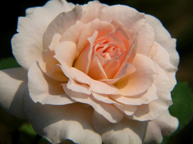 a pink rose with a very short stem, in full bloom