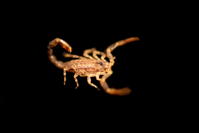 a spider sitting on top of a black surface