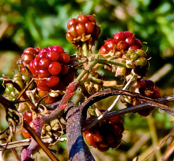 some small berries that have been picked from some tree nches