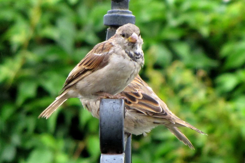 two birds that are sitting on top of a lamp post