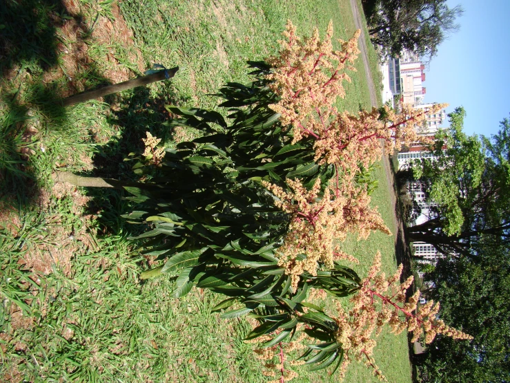 a group of brown trees that are in the grass