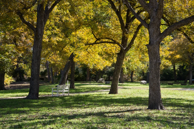 the view of a grassy park with many trees and grass