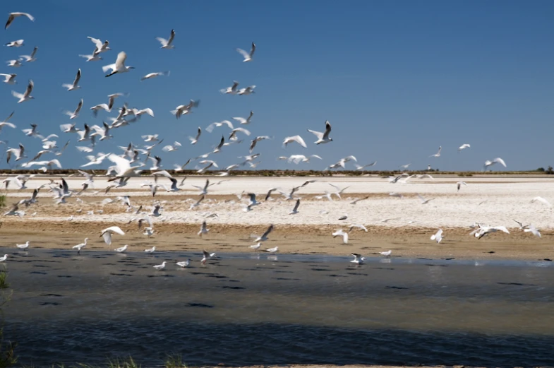 a flock of birds are flying above the water