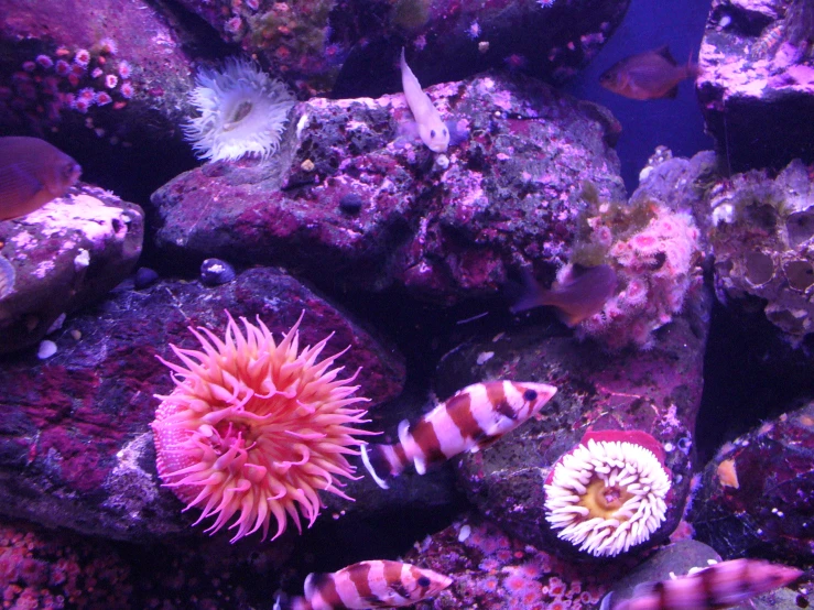 an orange and white sea urchin surrounded by reef fish