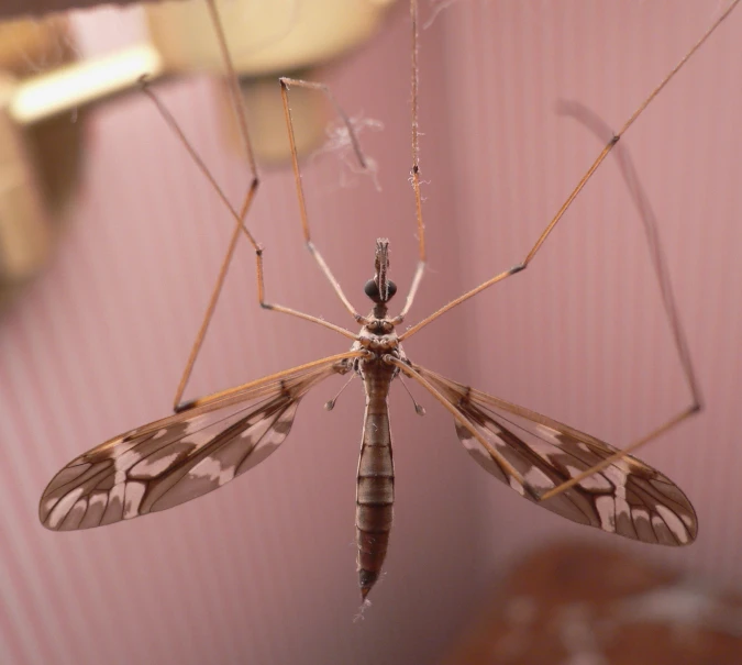 a large insect sitting on top of a wall next to a light