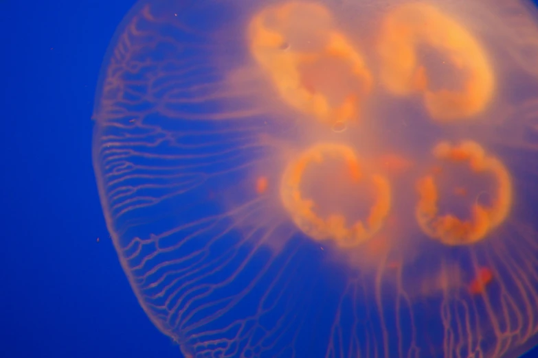 jellyfish with its heads above water and yellow