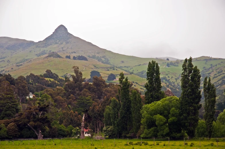 mountains in the background with a green pasture and tree