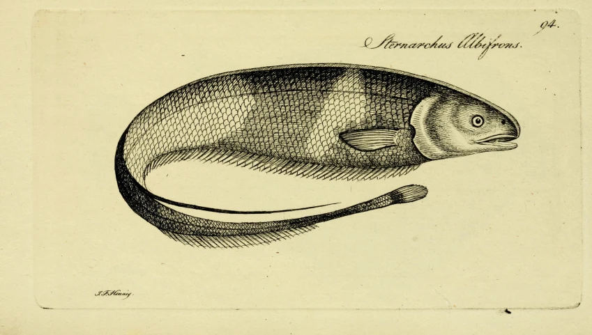 a drawing of a fish with an oval tail