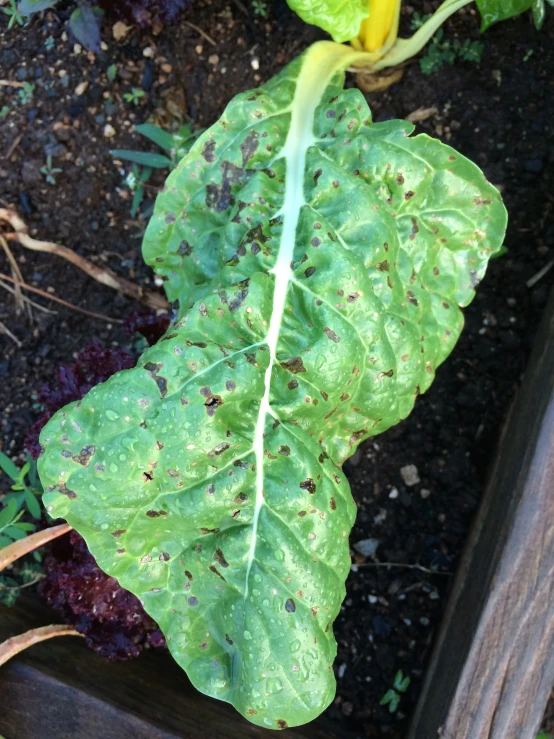 a leafed plant is in the middle of the garden