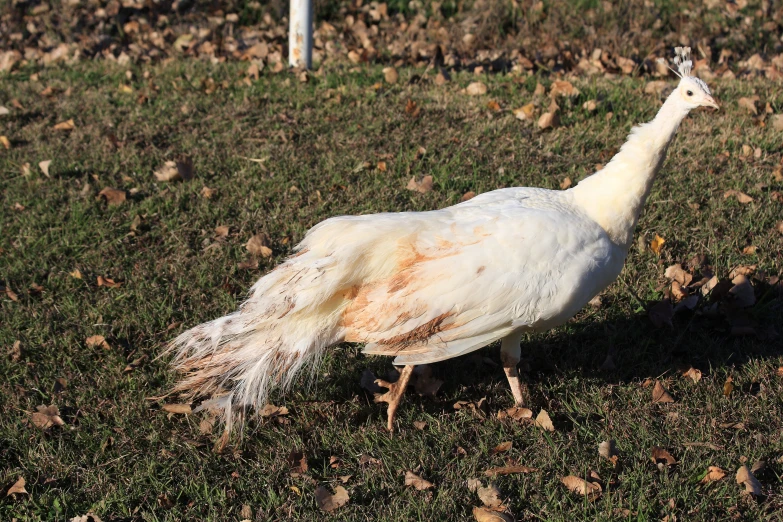 a bird walking through the grass in the park