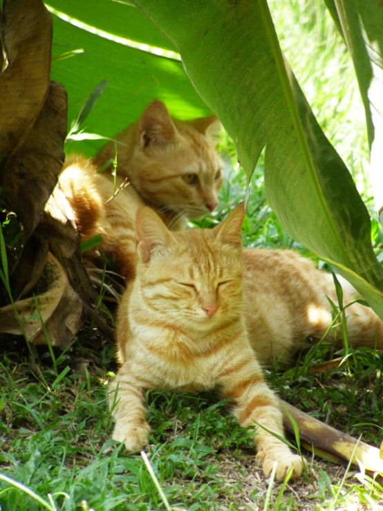 a cat sitting under some green leaves next to another