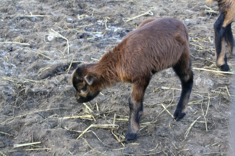 the baby goat is grazing on the grass