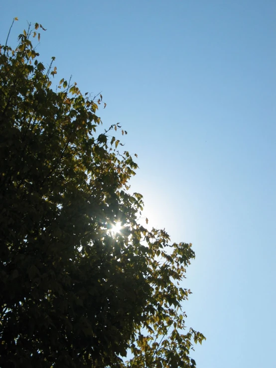 the sun shining behind some trees and flying kites