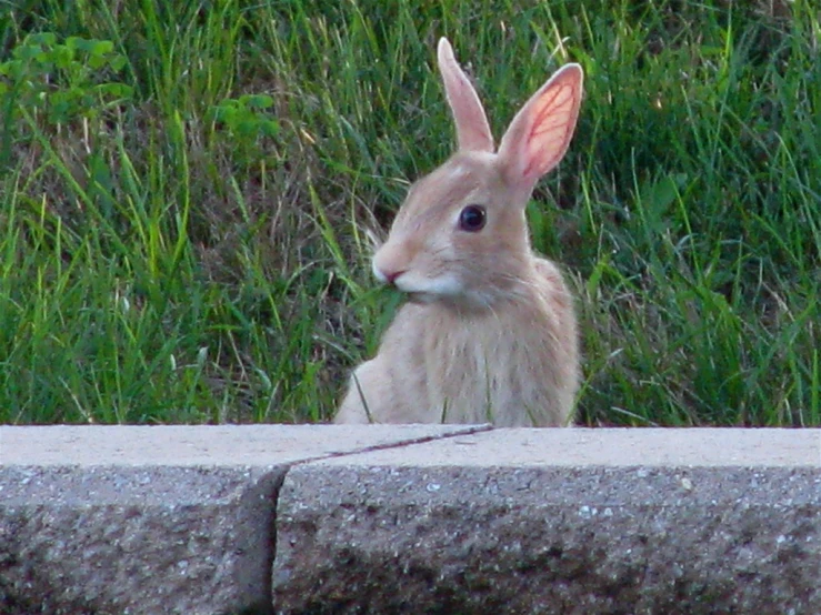 the bunny looks alert in its environment and is ready to pounce