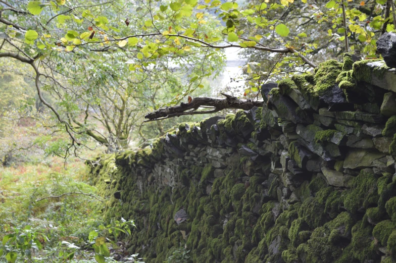 the mossy wall is surrounded by rocks and trees