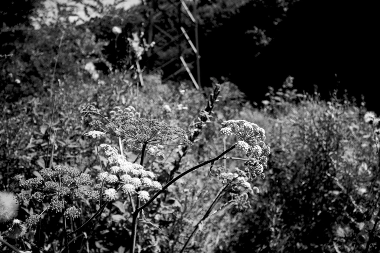 there is a lot of wild flowers that are outside