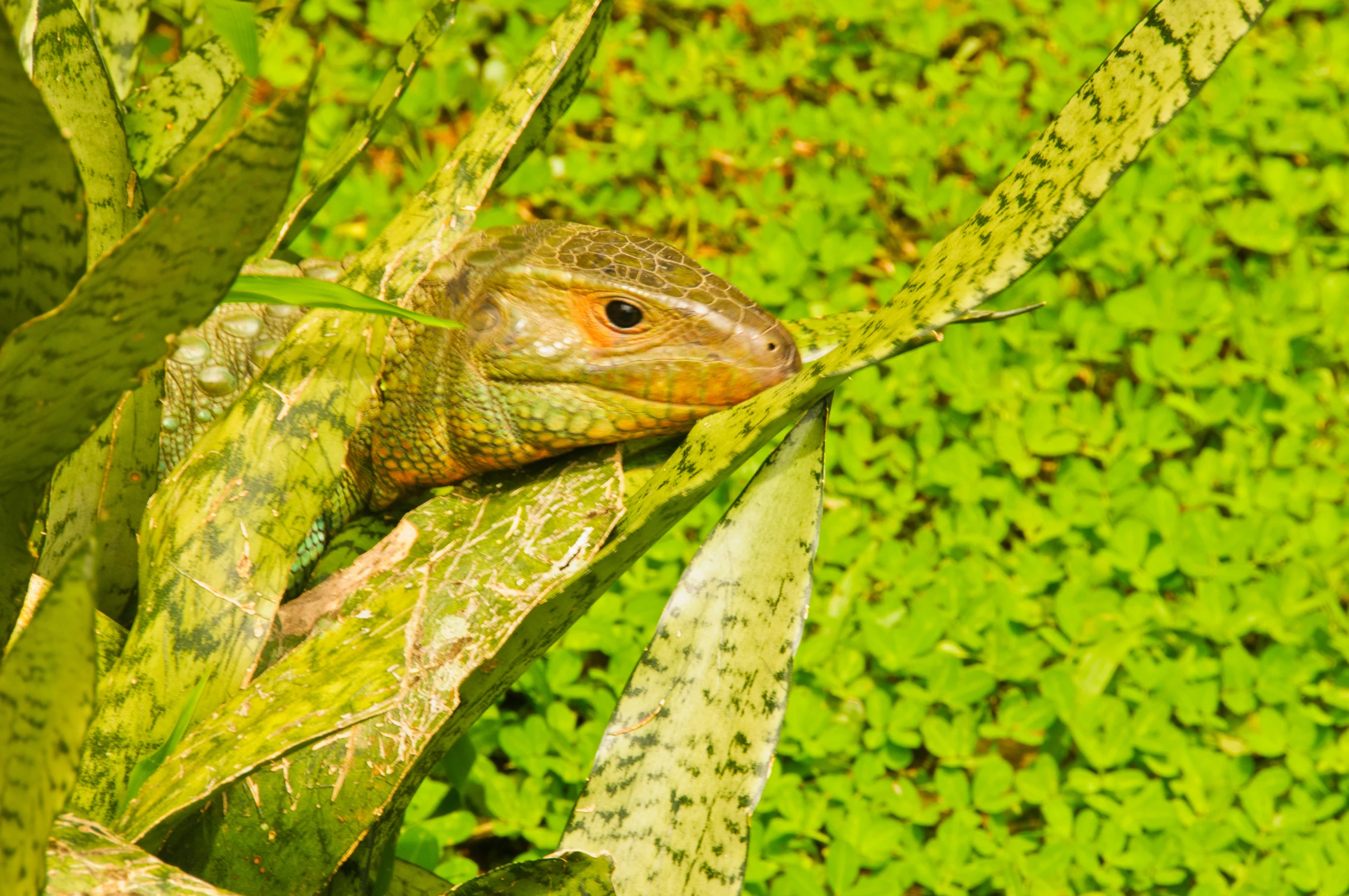 a large lizard is sitting on top of a plant