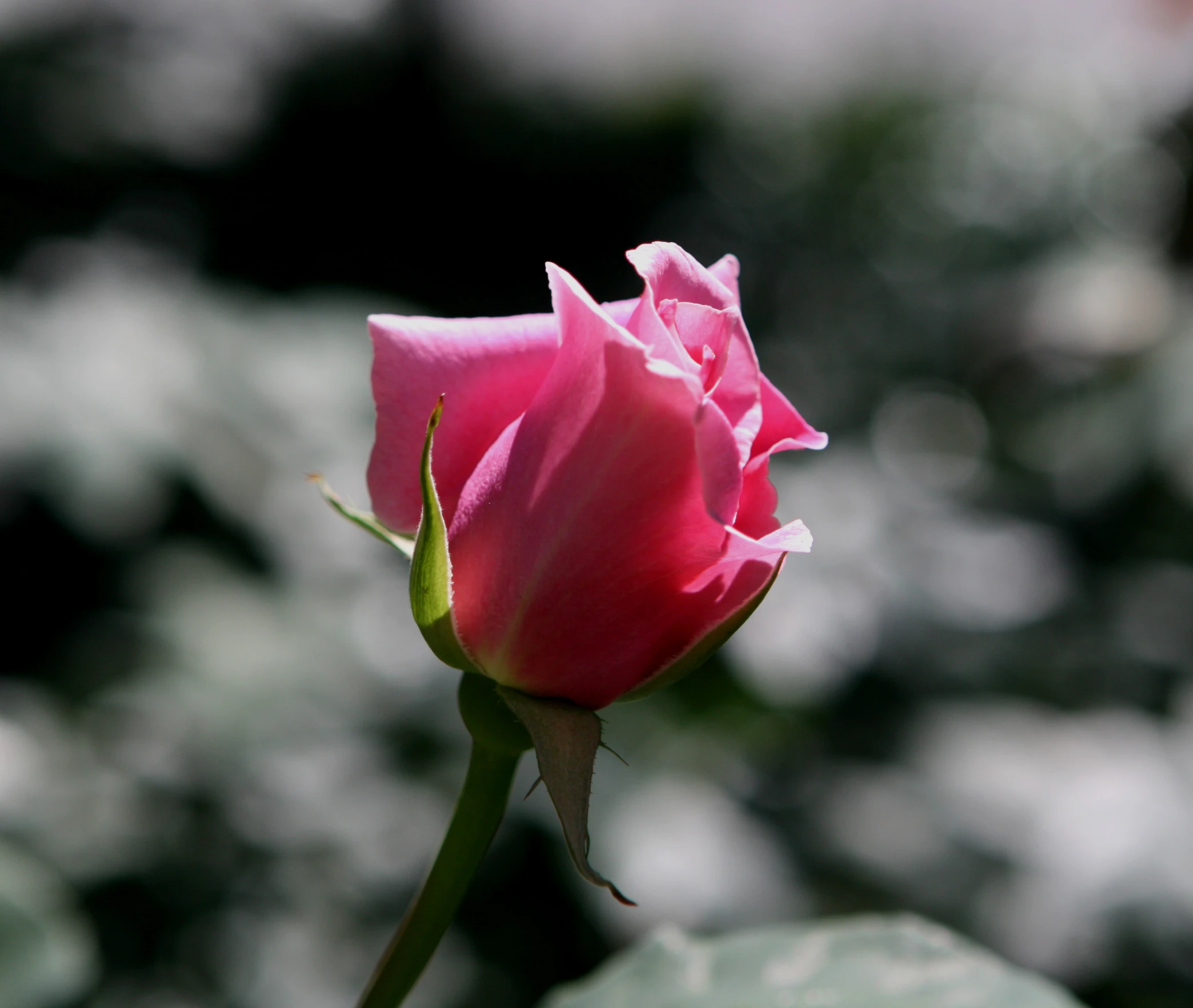 a pink rose is sitting on a leaf