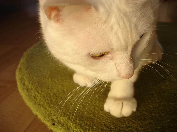 a white cat with yellow eyes rests on a green mat