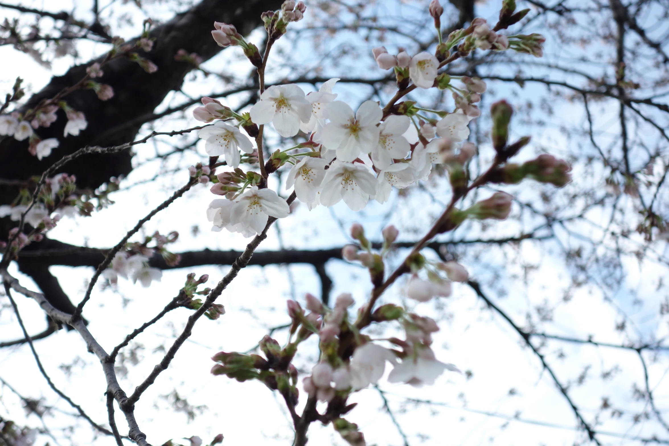 a large tree that has some white flowers