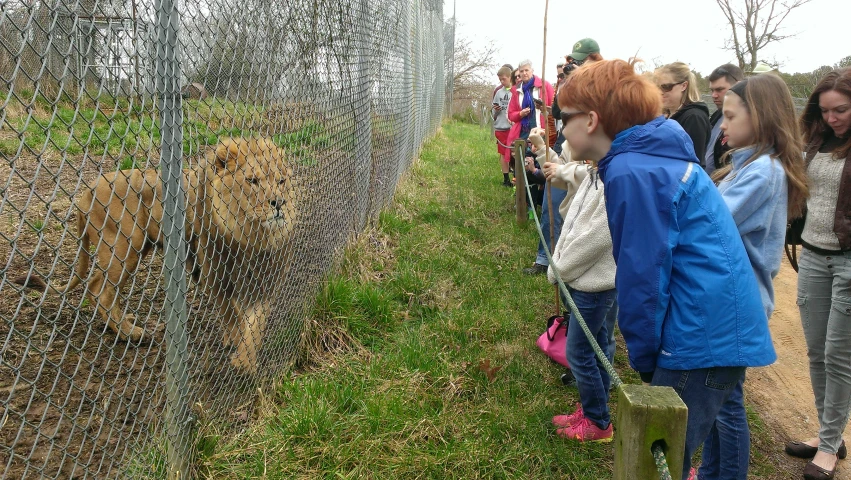 people looking at a lions in an enclosure