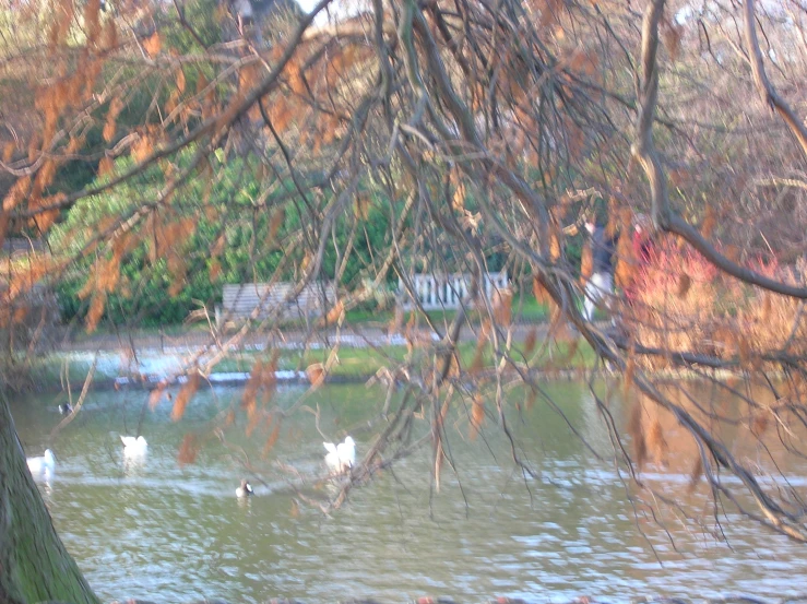 birds that are swimming in the water near a bench