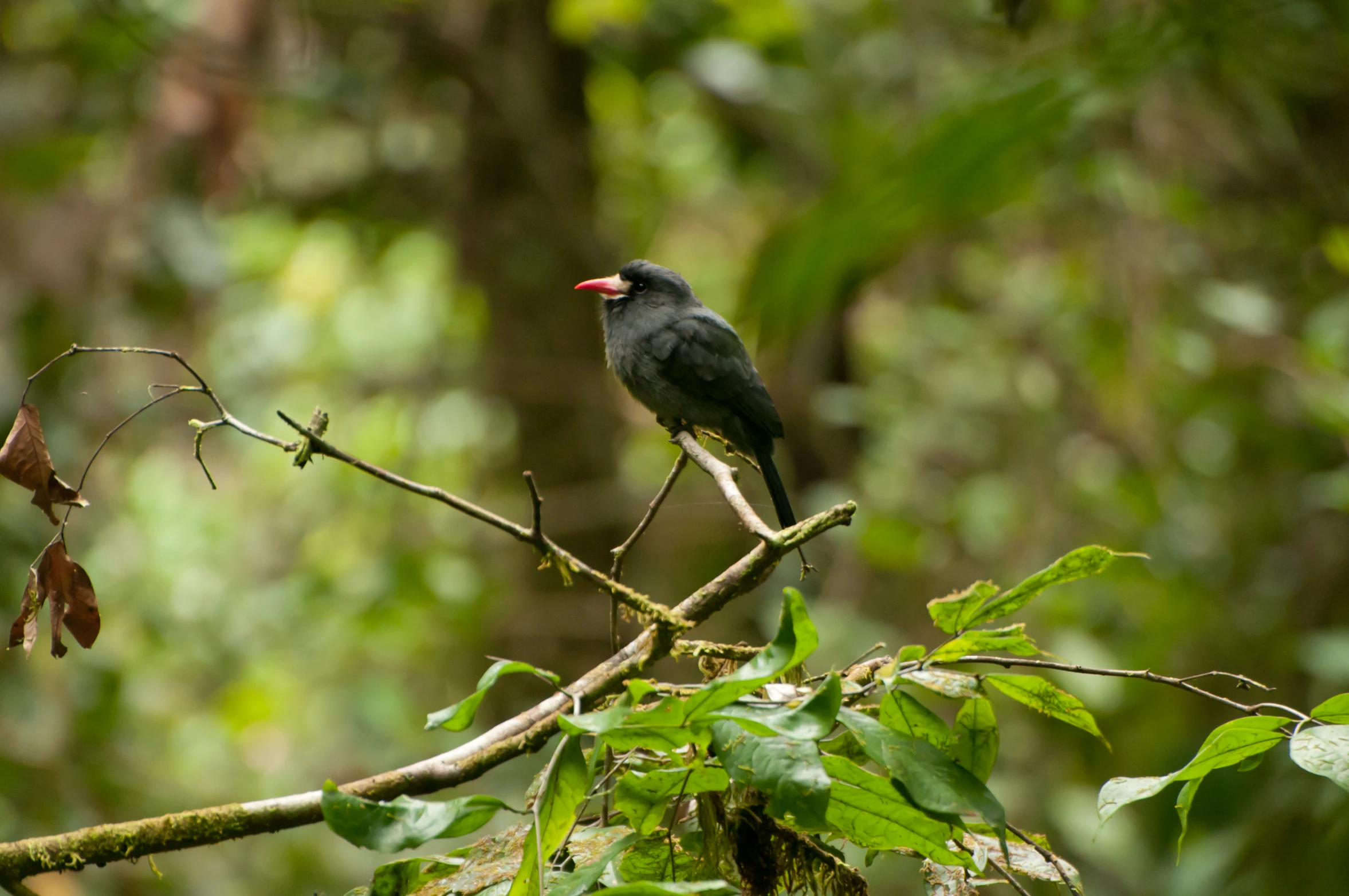 a bird perched on top of a tree nch