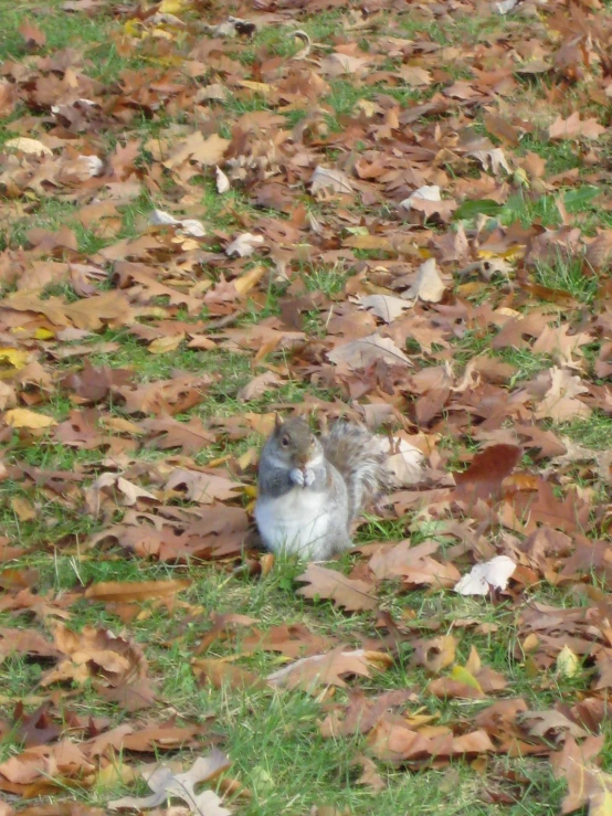 a cat laying on its side in leaves