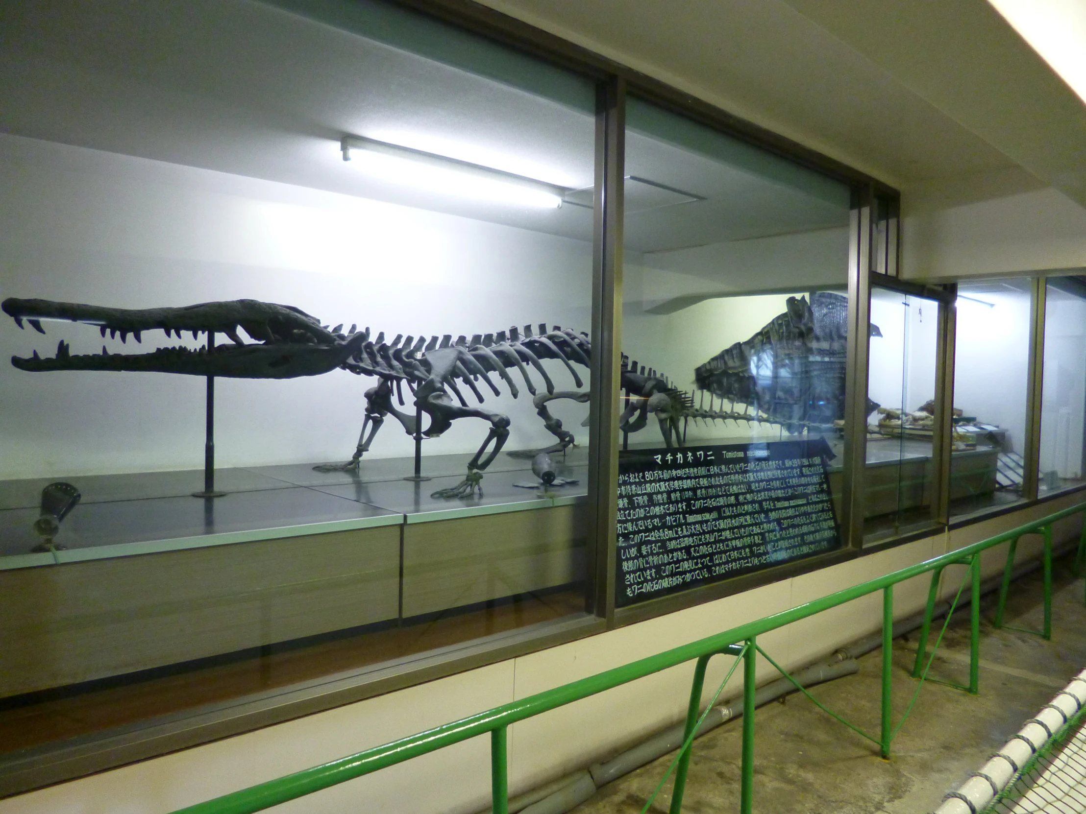 a museum exhibit with various dinosaur skeletons in a glass case