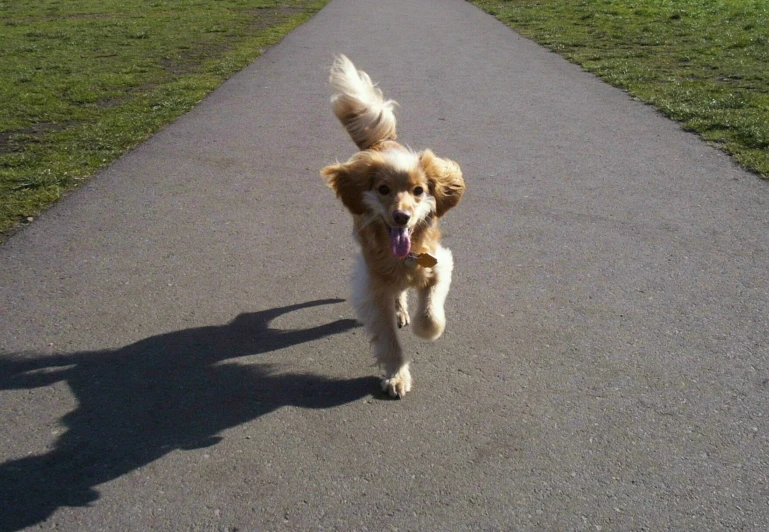 dog running on road through park towards the camera