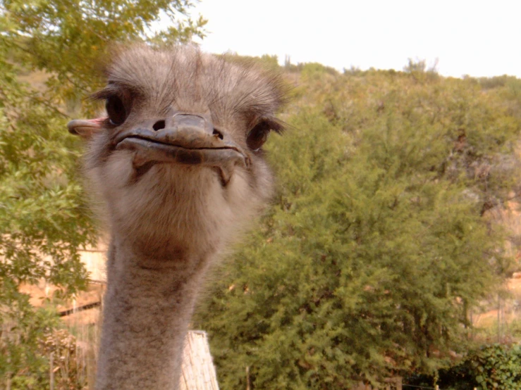 a ostrich that has very long tusks with some big eyes