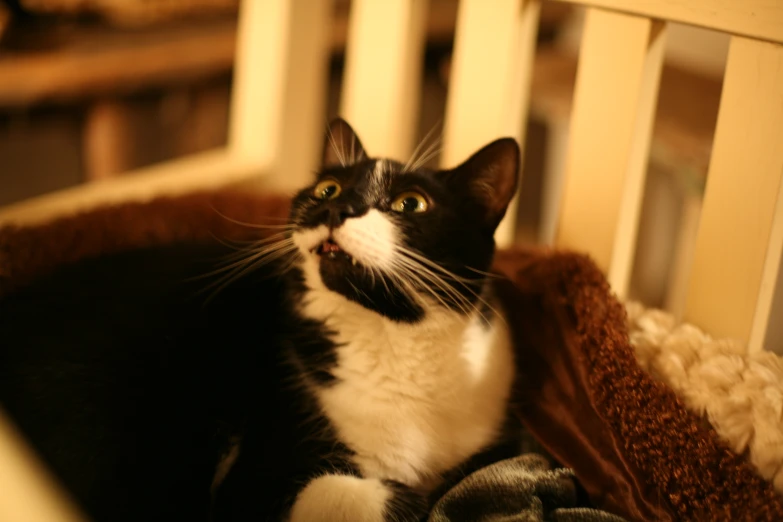 the black and white cat is sitting in his bed