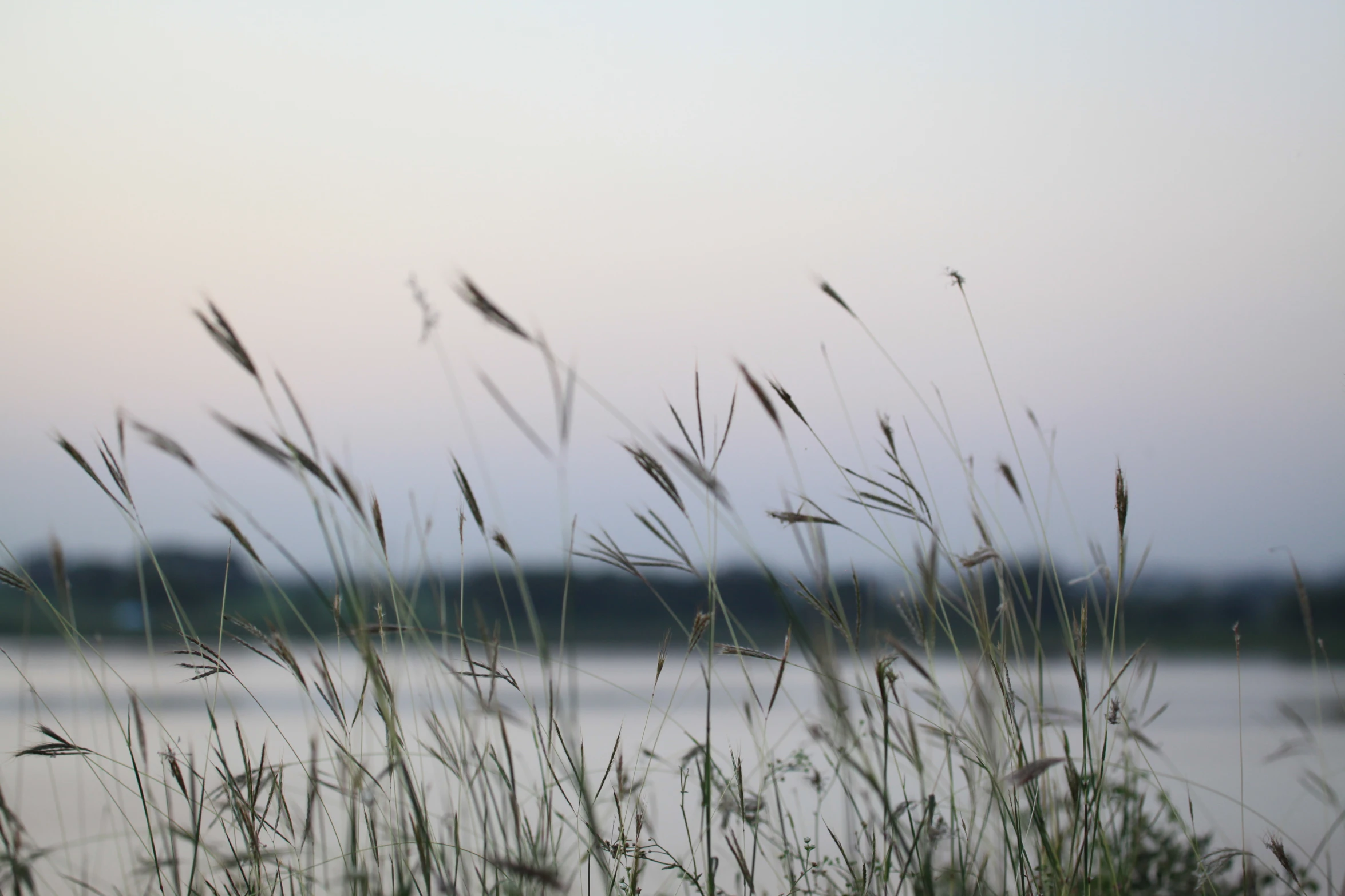 a grass field near a body of water