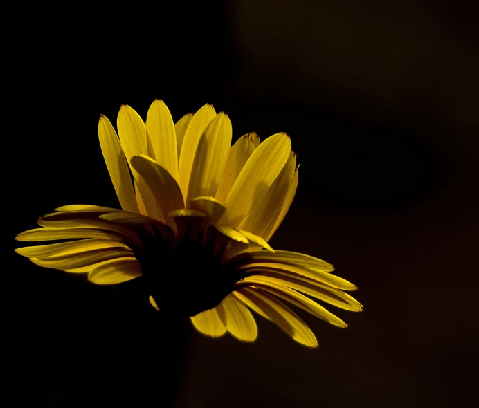 the back side of a yellow flower with a black background