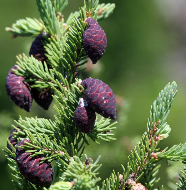 some little cones are on the nches of an evergreen tree