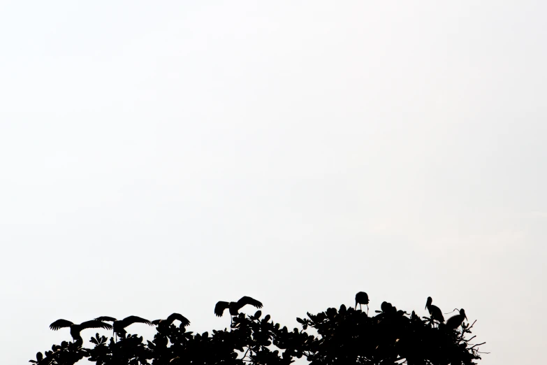 birds sit on the top of leaves in silhouette