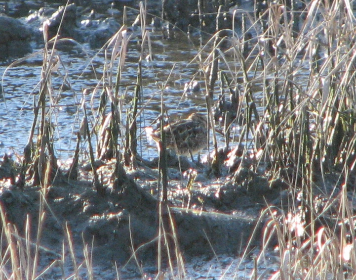 a bird is hiding behind grass near water