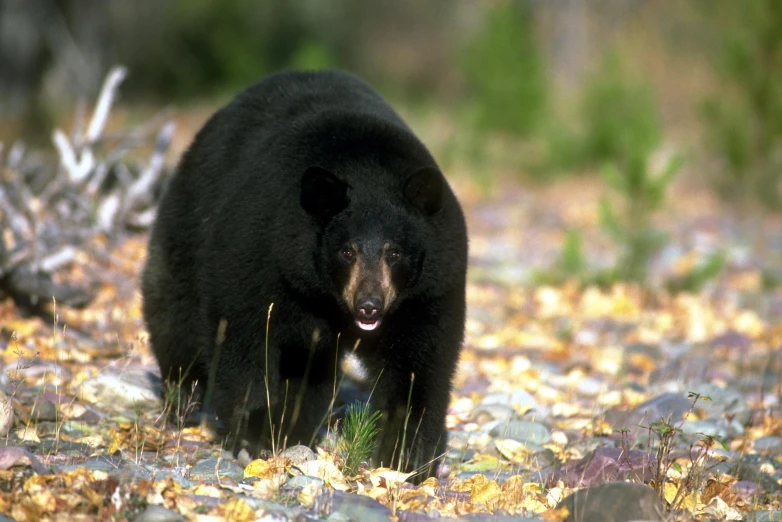 a black bear walking through the leaves in the woods